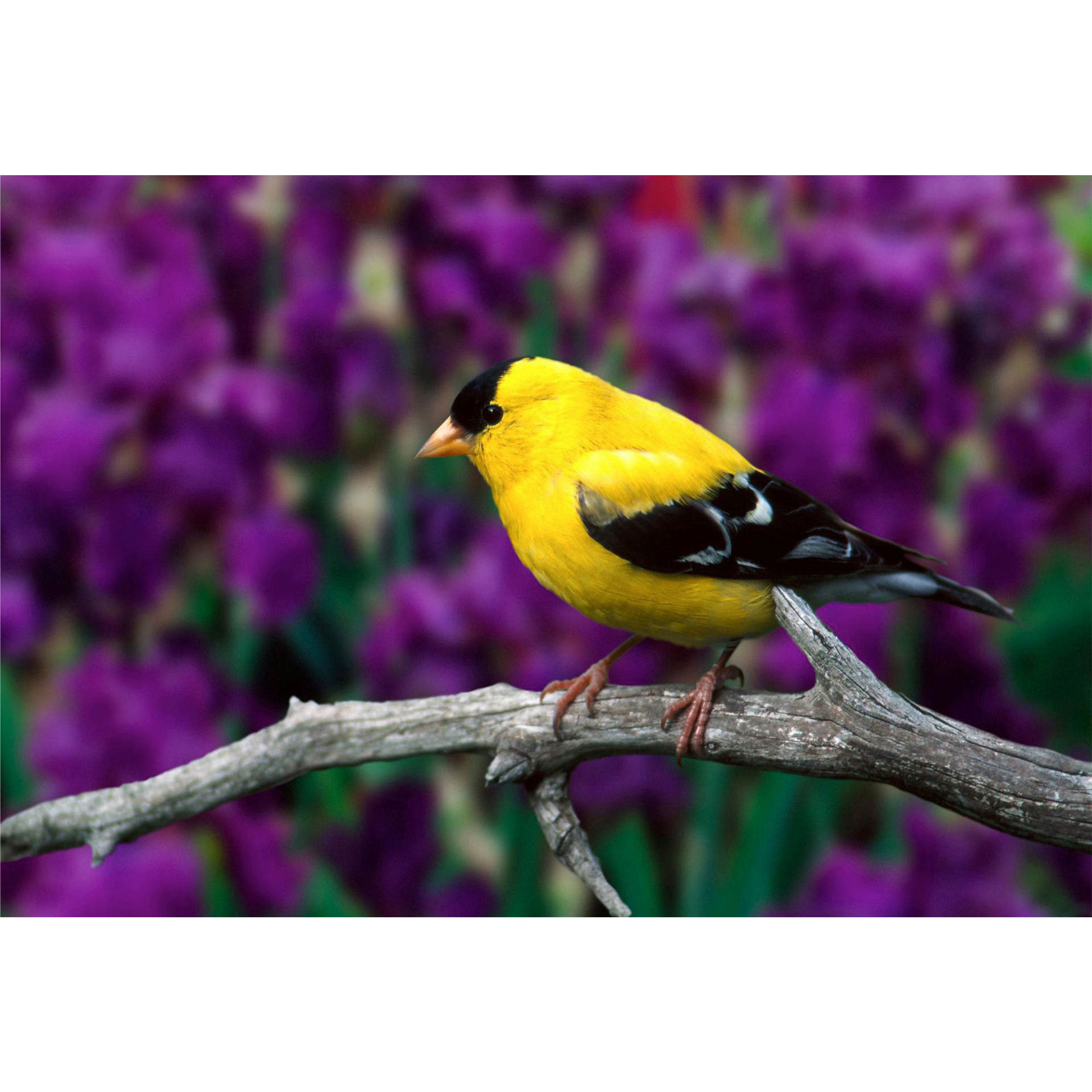 تابلو شاسی مدل پرنده و گل T7206