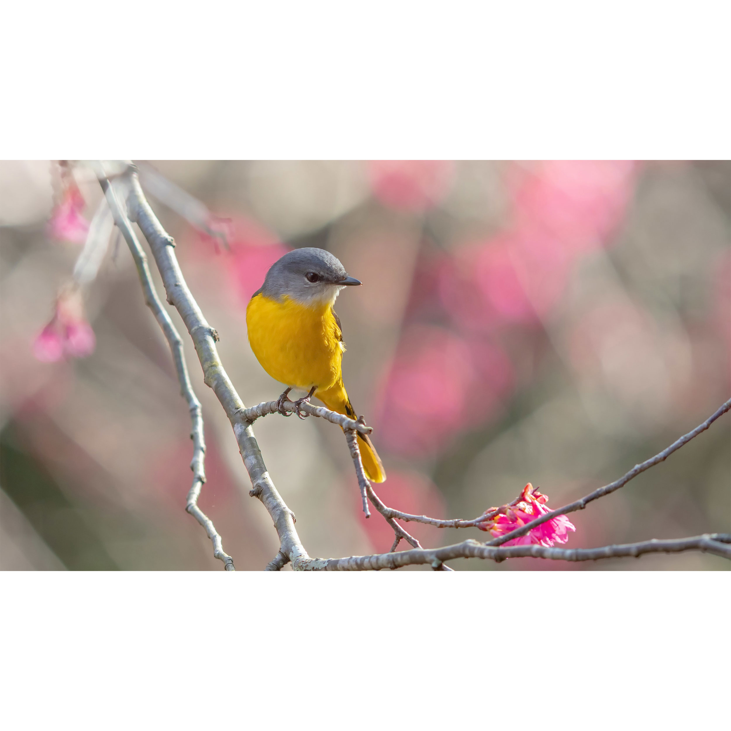 تابلو شاسی طرح پرنده و گنجشک روی شاخه درخت مدل T7718