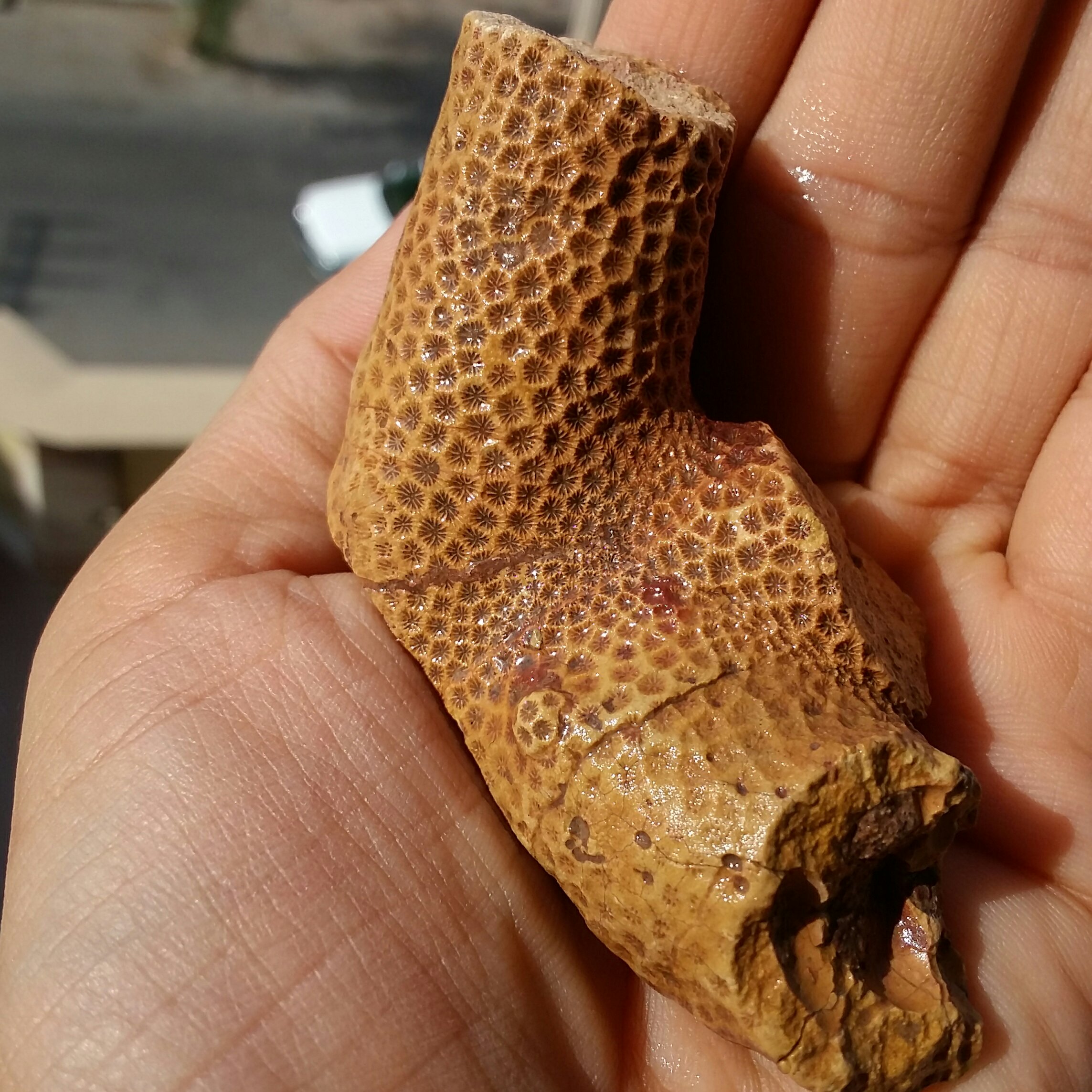 فسیل مرجان دیدنی خاص کاملا طبیعی محشر بی نظییییر
مناسب جهت دکور و ساخت نگین های عالی