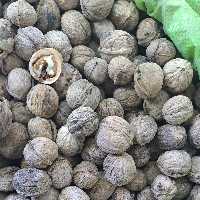 گردو (یک کیلویی)