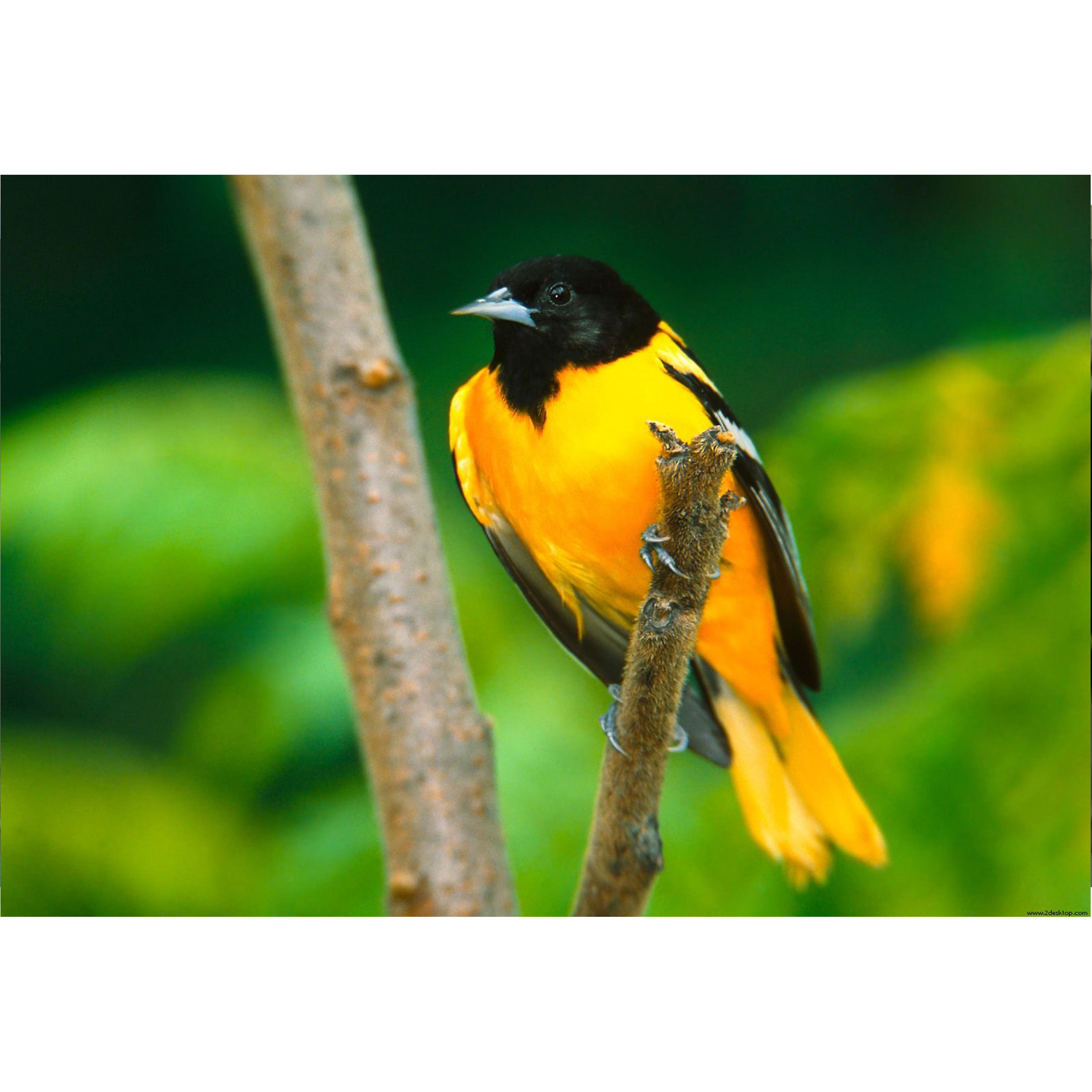 تابلو شاسی طرح پرنده مدل T8052