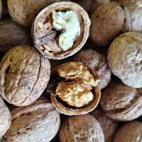 گردو  امساله پر چرب و خوشمزه خراسان شمالی فاروج (یک کیلویی)