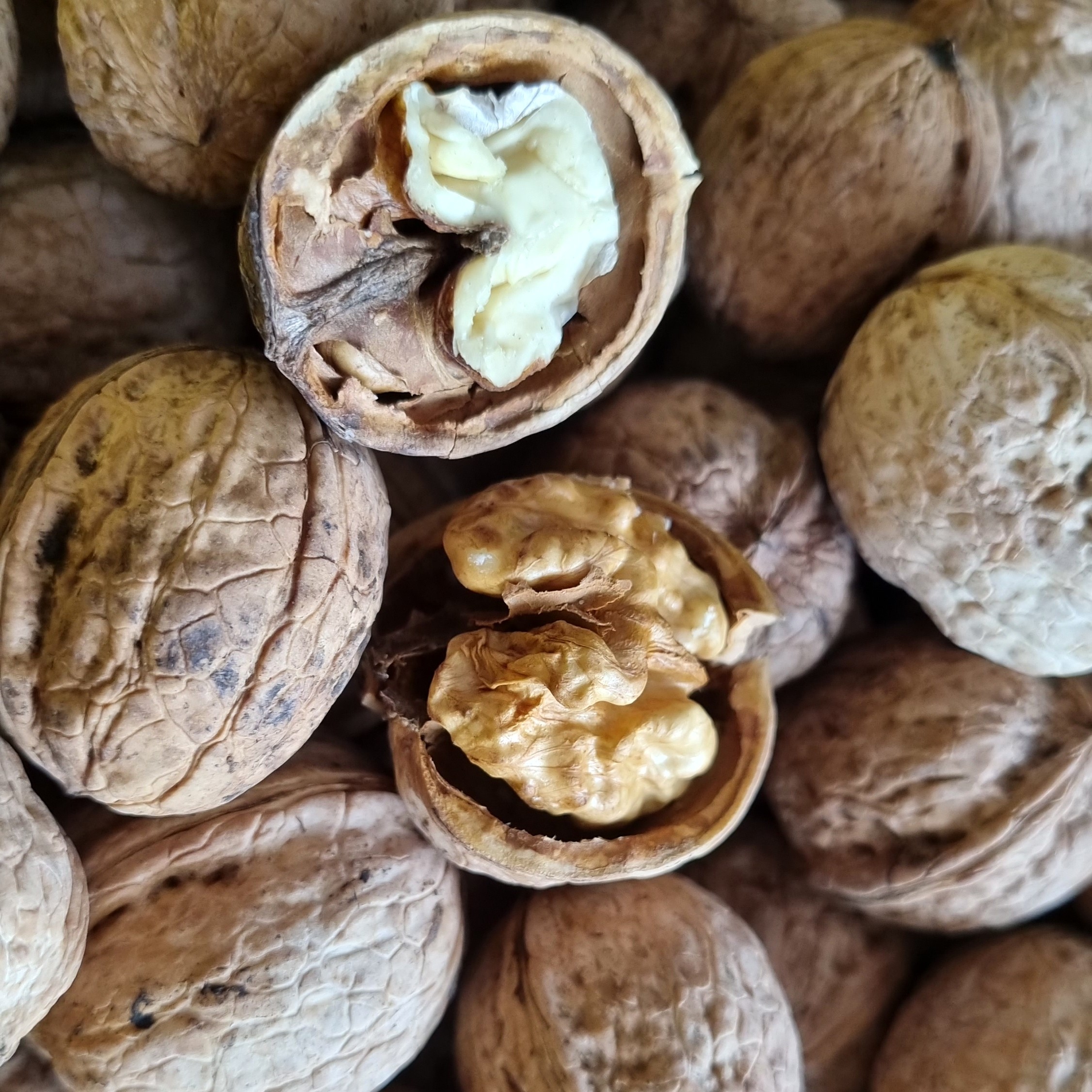 گردو  امساله پر چرب و خوشمزه خراسان شمالی فاروج (یک کیلویی)