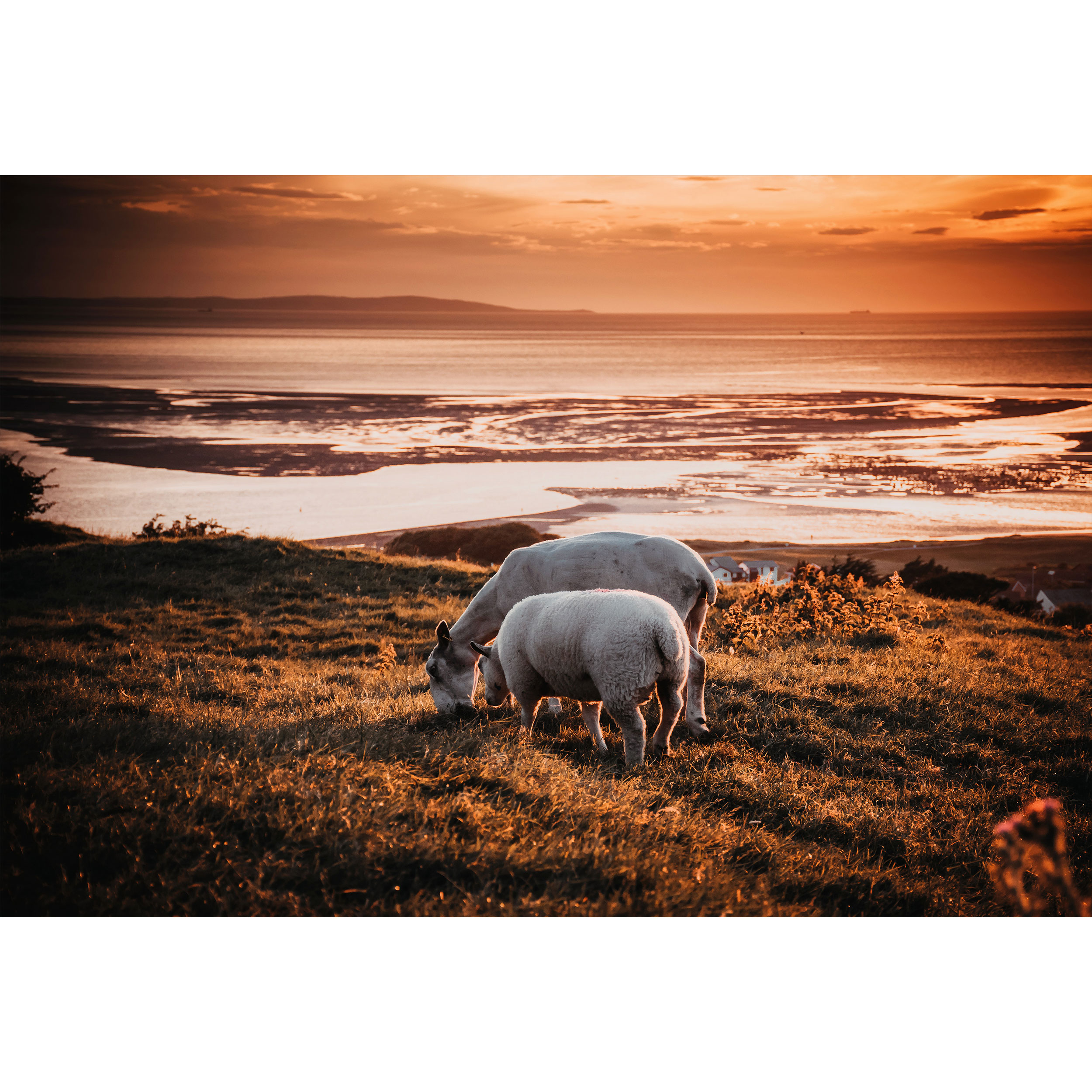 تابلو شاسی طرح گوسفند در حال چرا مدل T1710