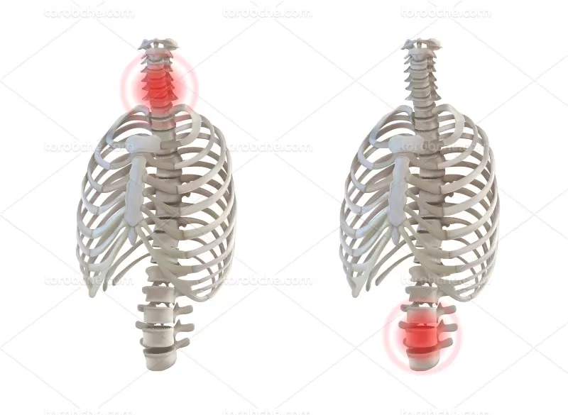 فایل وکتور ستون فقرات | گرافیک با طعم تربچه