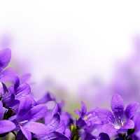 خرید و دانلود عکس Flower-Part-9 کد 18380 | پیک فاکس | Pic Fox