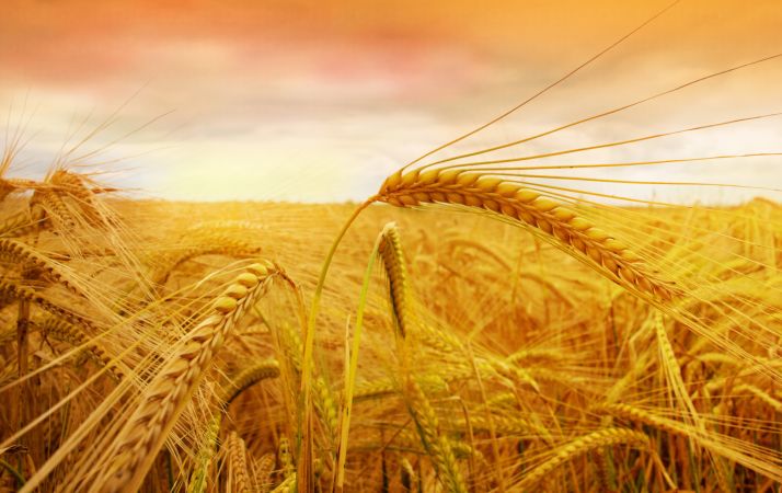 خرید و دانلود عکس Harvesting Wheat کد 25069 | پیک فاکس | Pic Fox