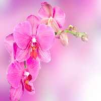 خرید و دانلود عکس Orchid flower کد 38131 | پیک فاکس | Pic Fox