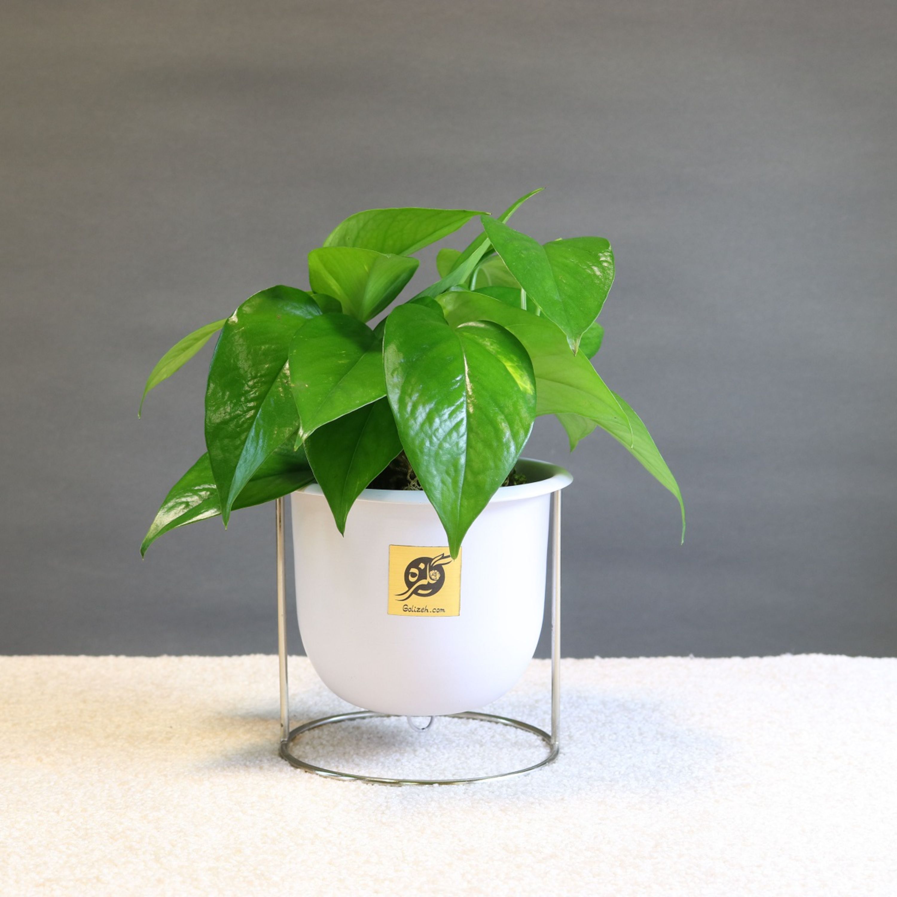 گل پتوس سبز با گلدان فلزی معلق