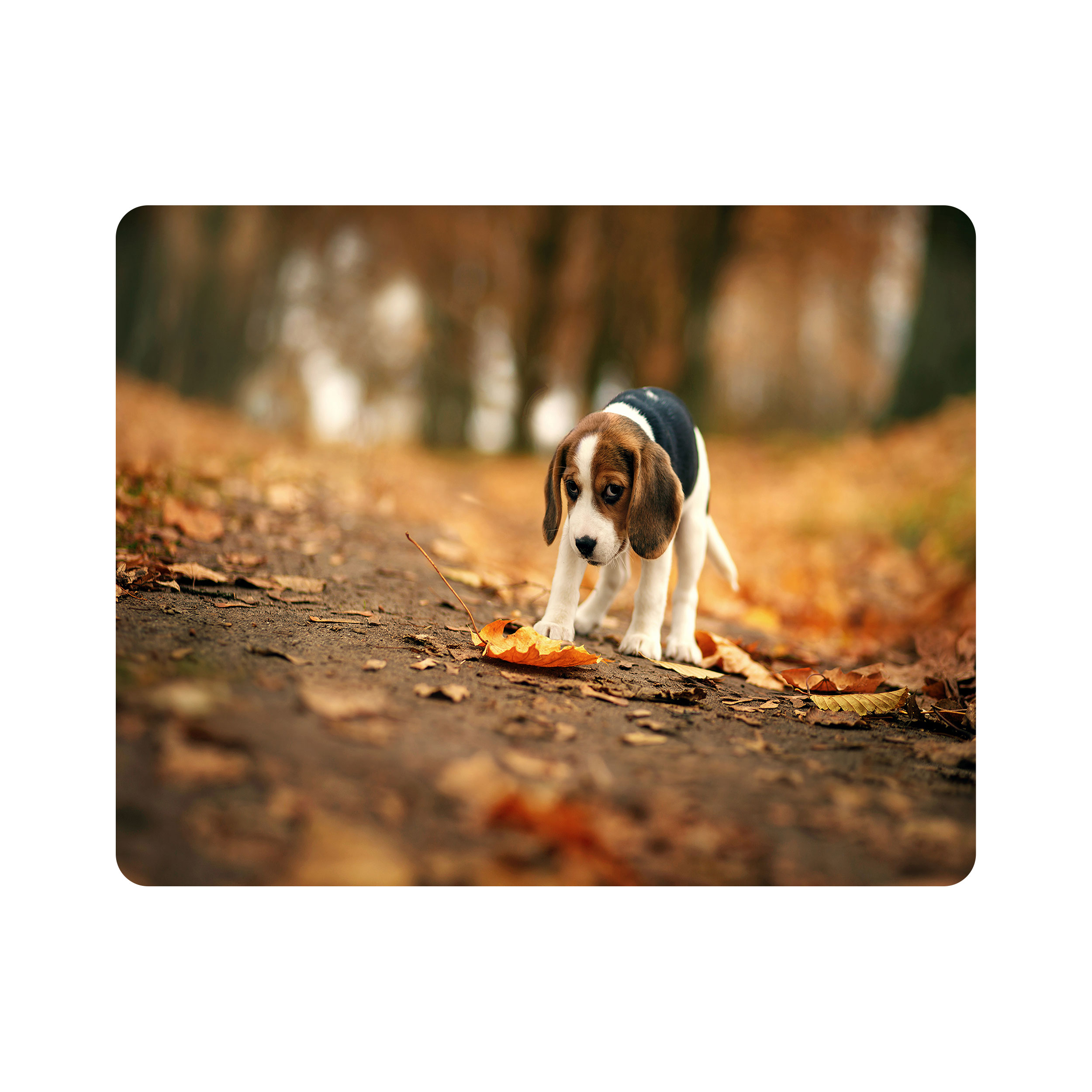 ماوس پد اطلس آبی طرح پاییز و سگ مدل T1464