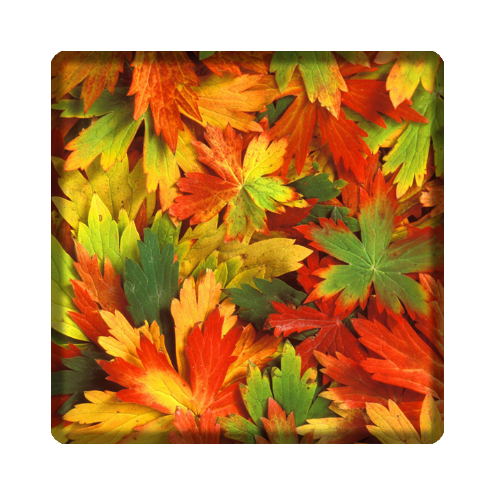 کاشی مدل گل kh10 کد 51