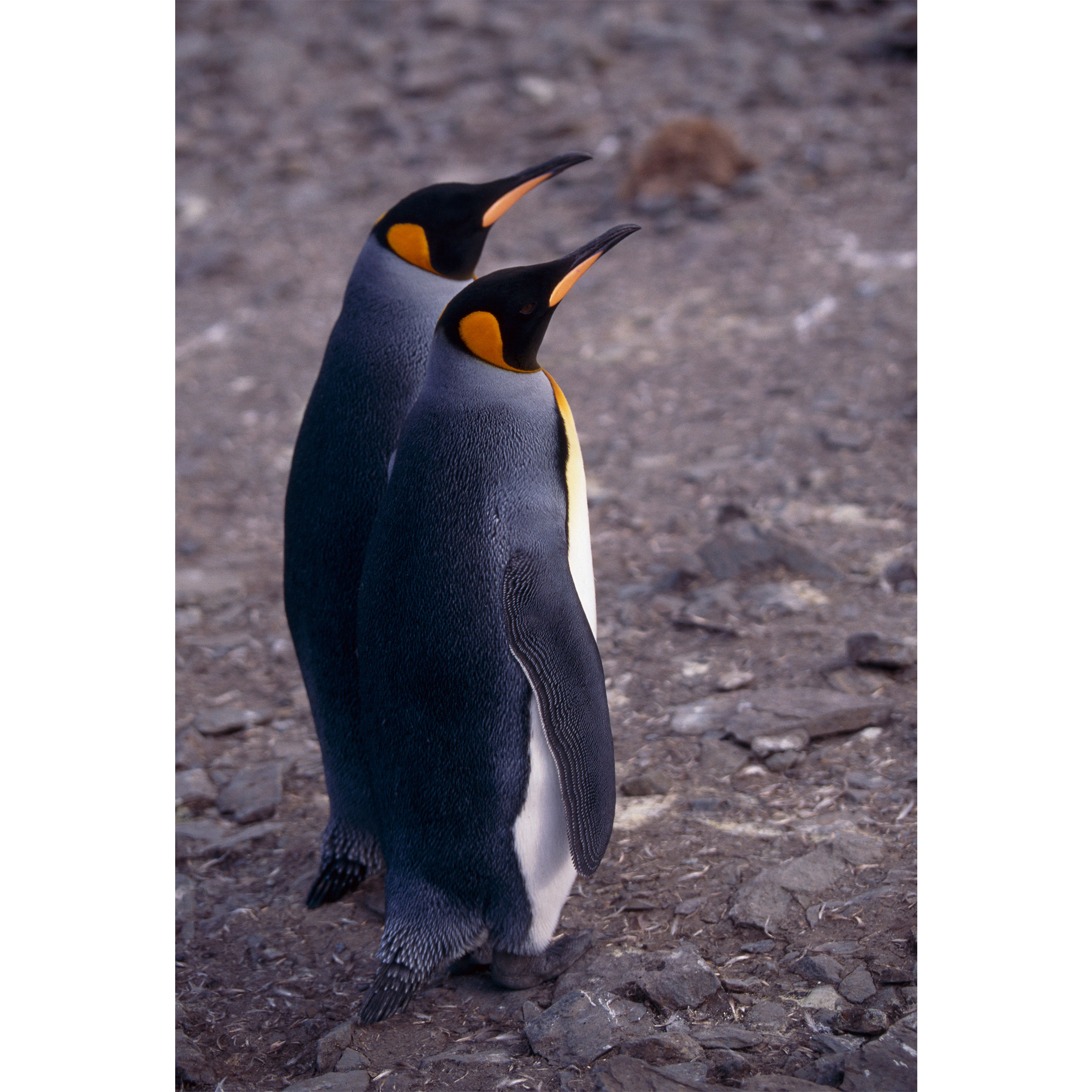 تابلو شاسی طرح پنگوئن مدل T2065