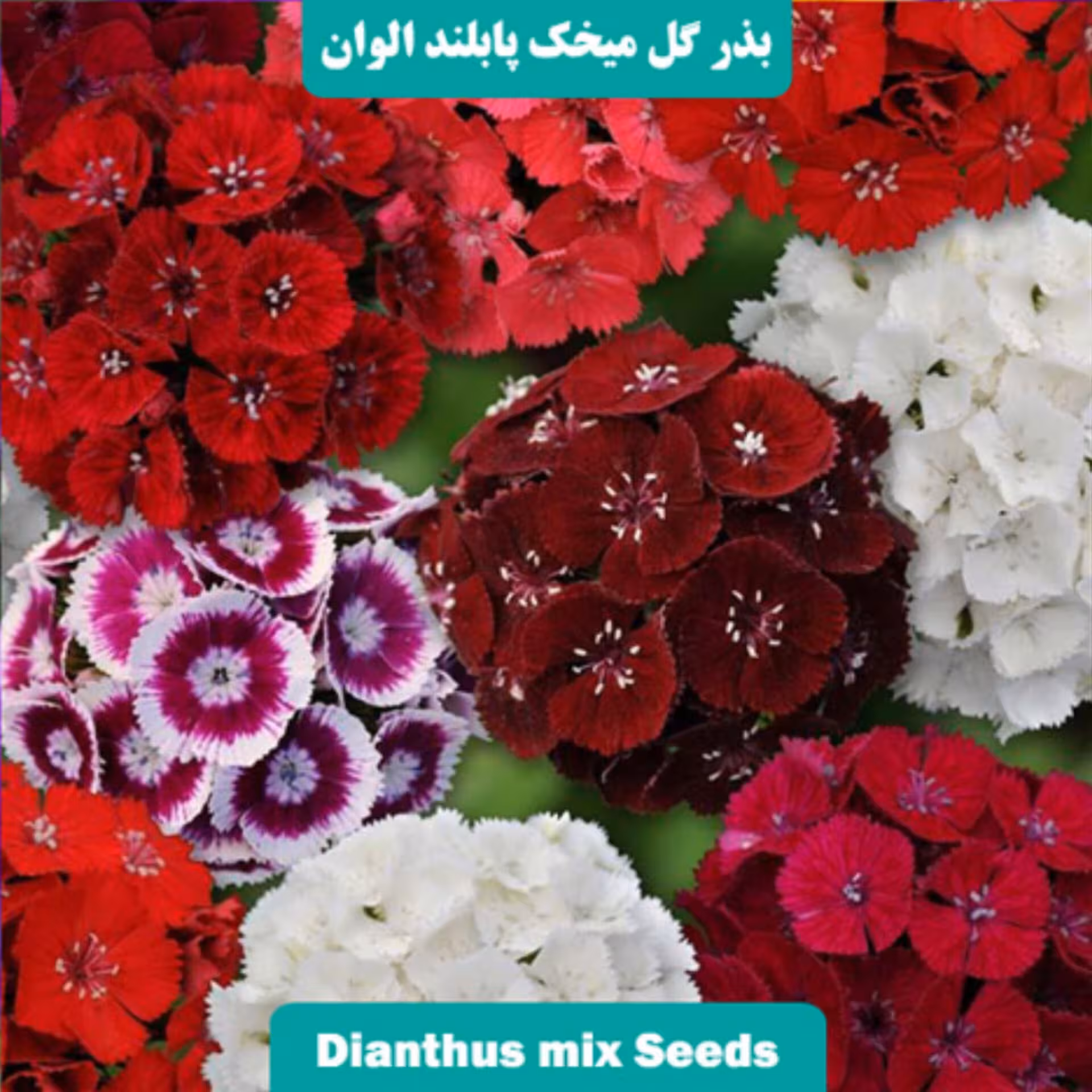 بذر میخک پابلند الوان