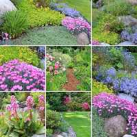 خرید و دانلود عکس Flower-Part-8 کد 18363 | پیک فاکس | Pic Fox