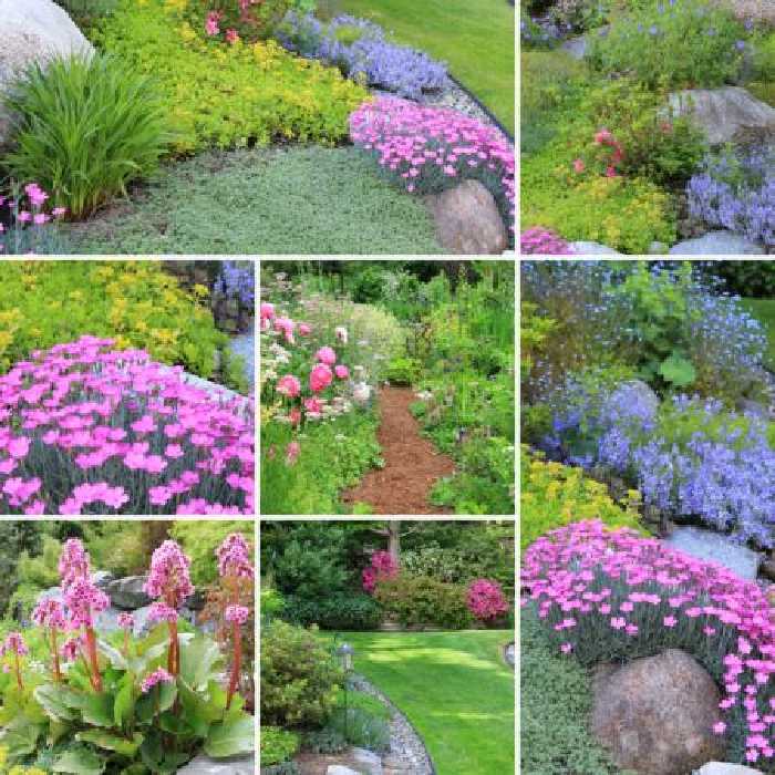 خرید و دانلود عکس Flower-Part-8 کد 18363 | پیک فاکس | Pic Fox