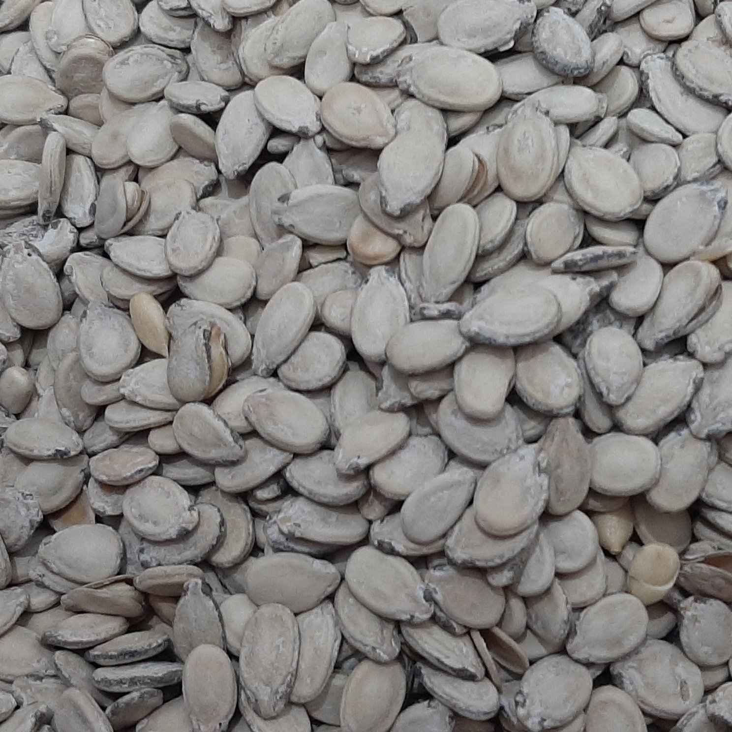 تخمه هندوانه بوداده 500 گرمی