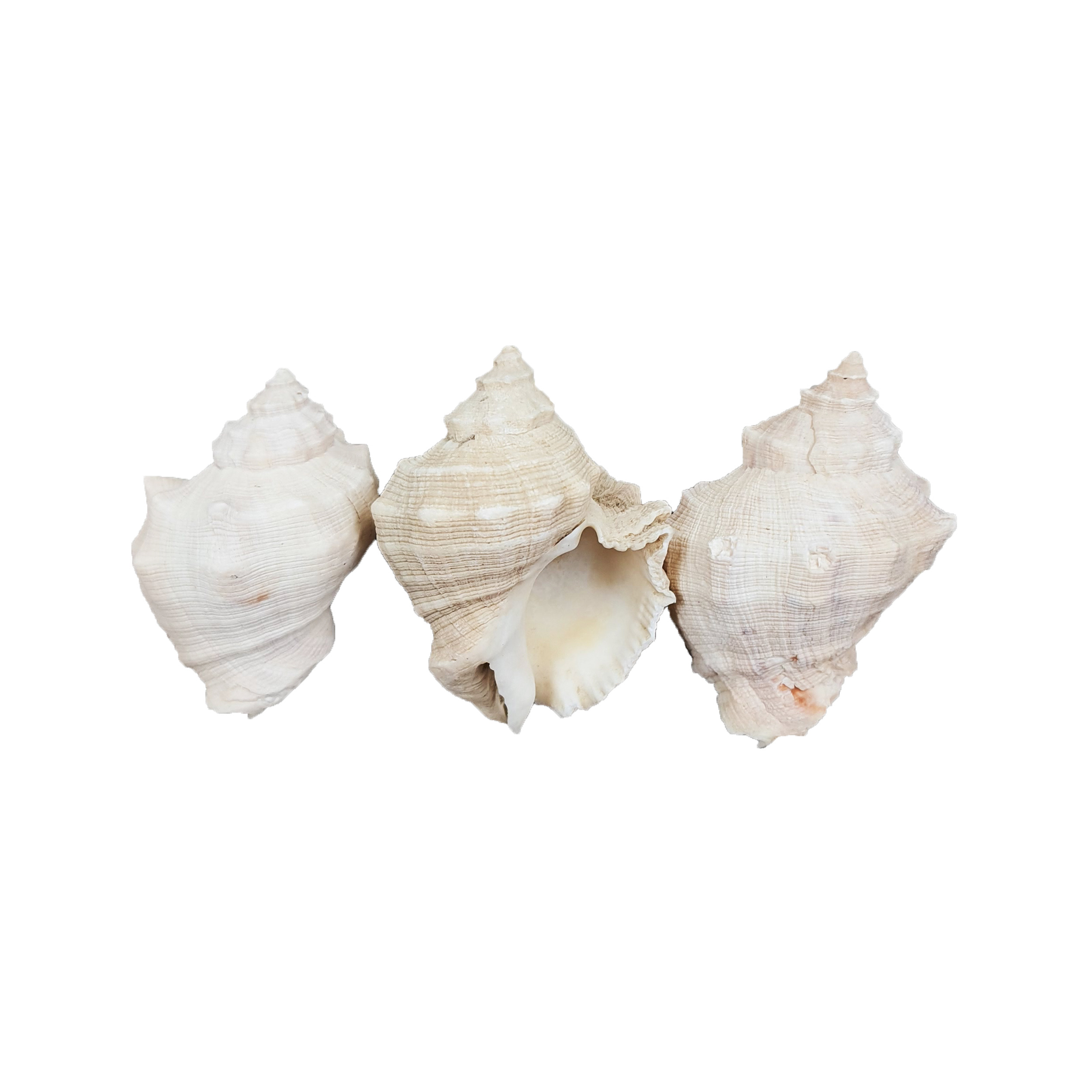 صدف تزیینی مدل مورکس بسته 3 عددی