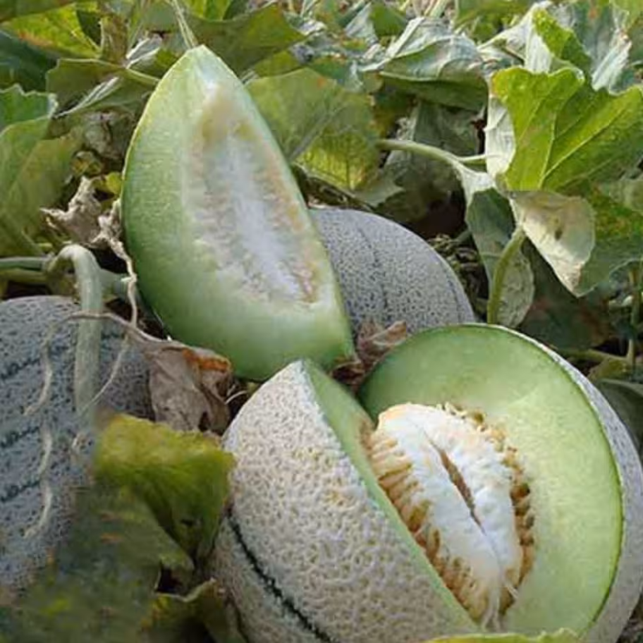 بذر طالبی سمسوری بسته (25 عددی).