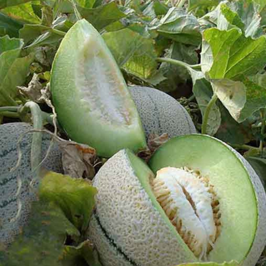 بذر طالبی سمسوری بسته (25 عددی).