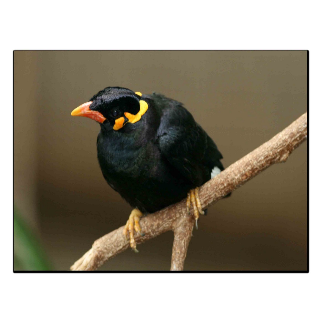 تابلو شاسی بکلیت طرح حیات وحش و پرندگان مدل SH-12980