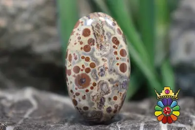 استروئید جاسپر