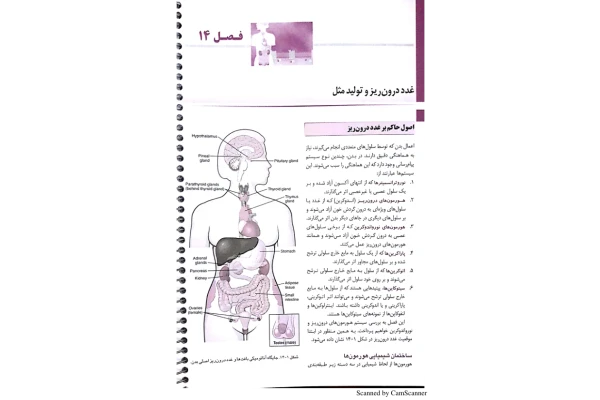 خلاصه فیزیولوژی گایتون بخش غدد درون ریز 🔬 - کتابخانه مجازی واتیکان