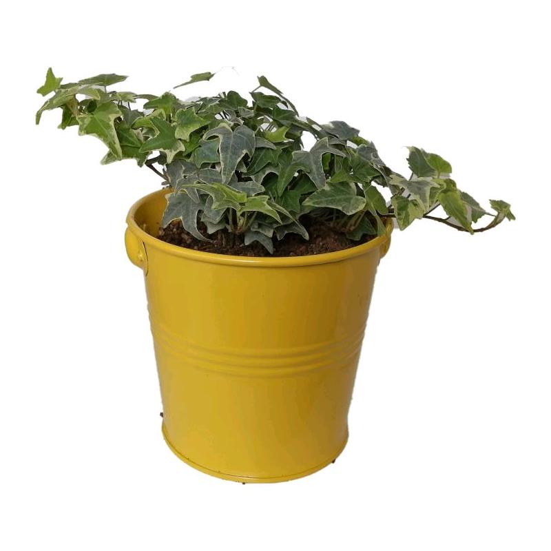 گیاه طبیعی پاپیتال کد wf01