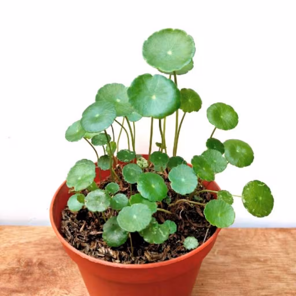 پیاز گل هیدروکوتیل (بسته 100عددی)