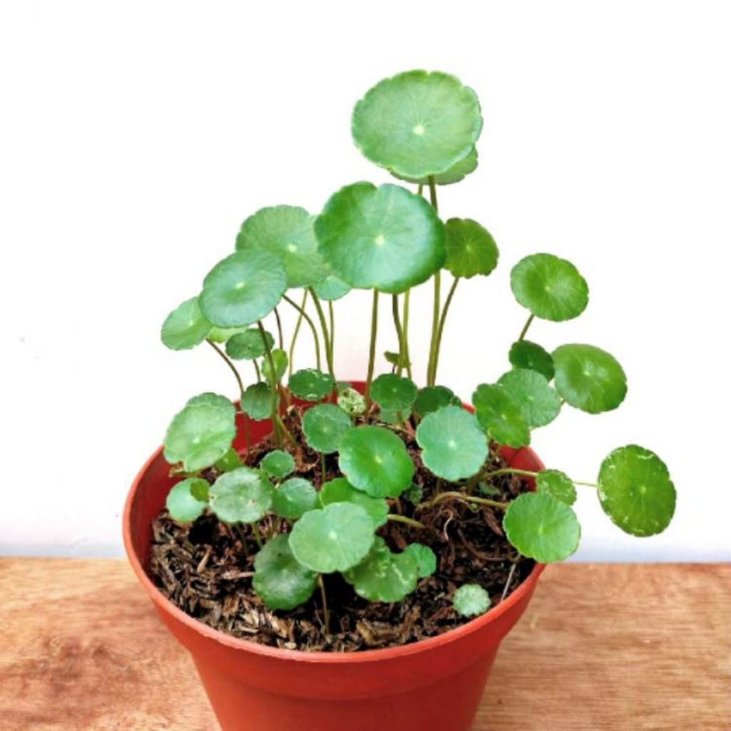 پیاز گل هیدروکوتیل (بسته 100عددی)