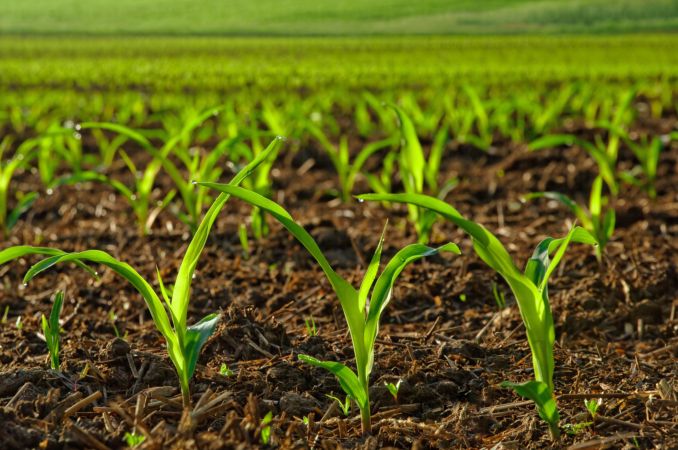 خرید و دانلود عکس Collection farming seeding plants sprout earth bed 2 کد 12871 | پیک فاکس | Pic Fox