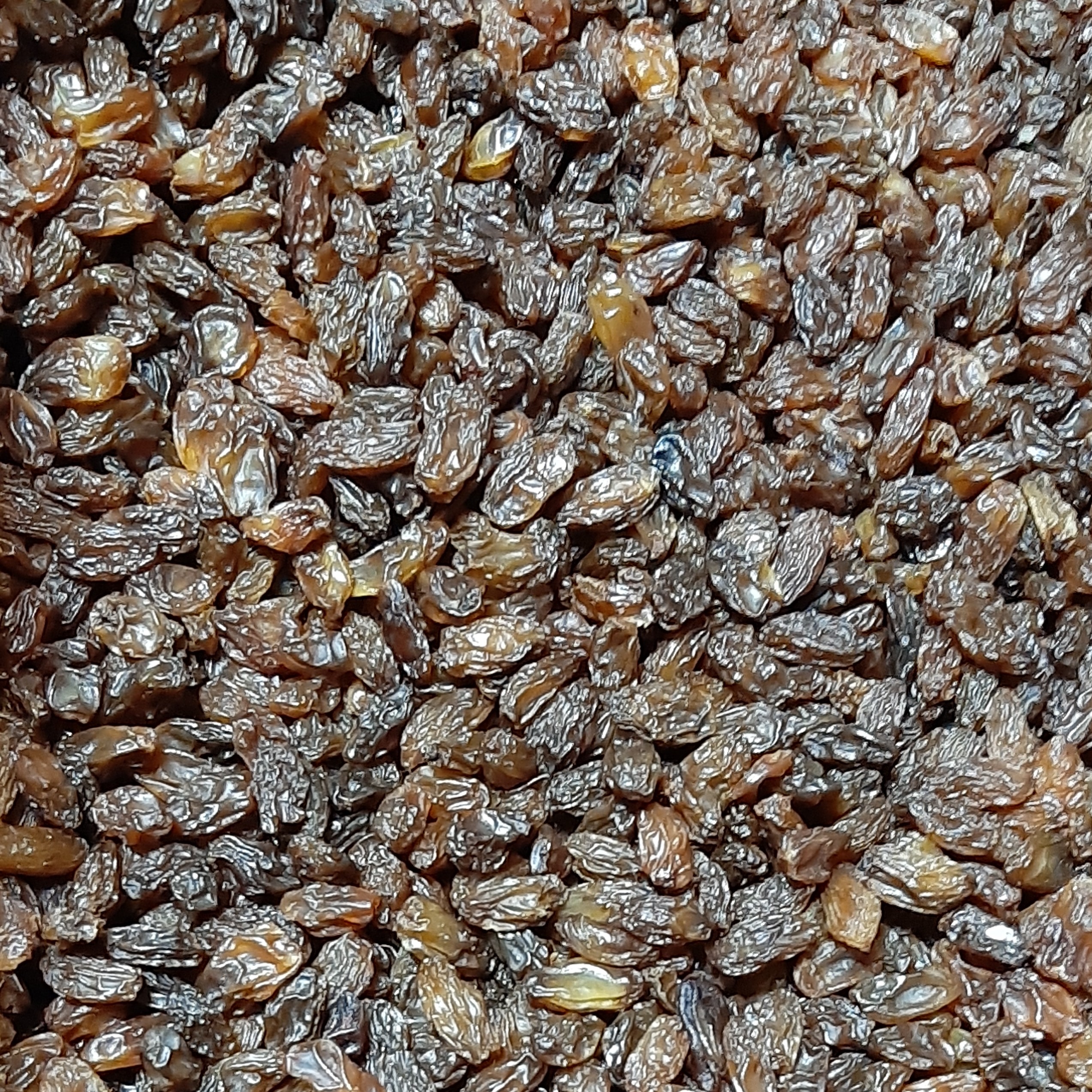 کشمش آفتابی بی دم کوهپایه ای(9 کیلویی صادراتی)