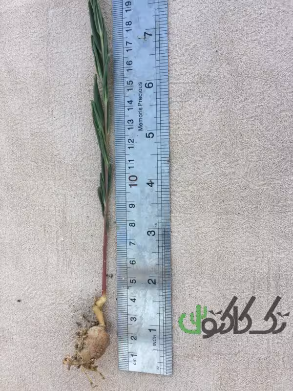 تالینوم  کافروم T108