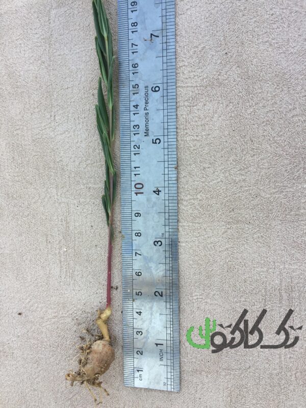 تالینوم کافروم T108