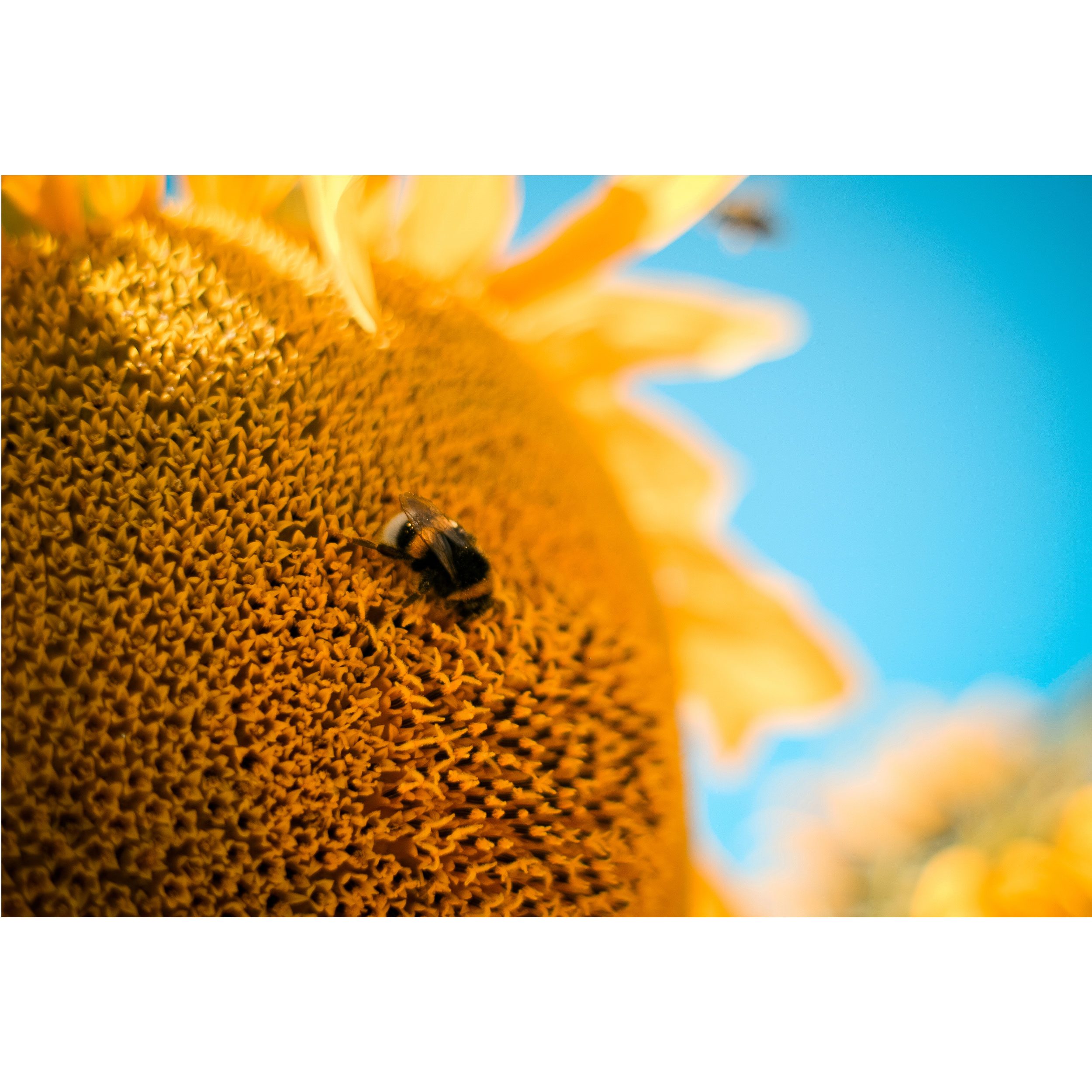 تابلو شاسی طرح گل آفتابگردون و زنبور عسل مدل T1753