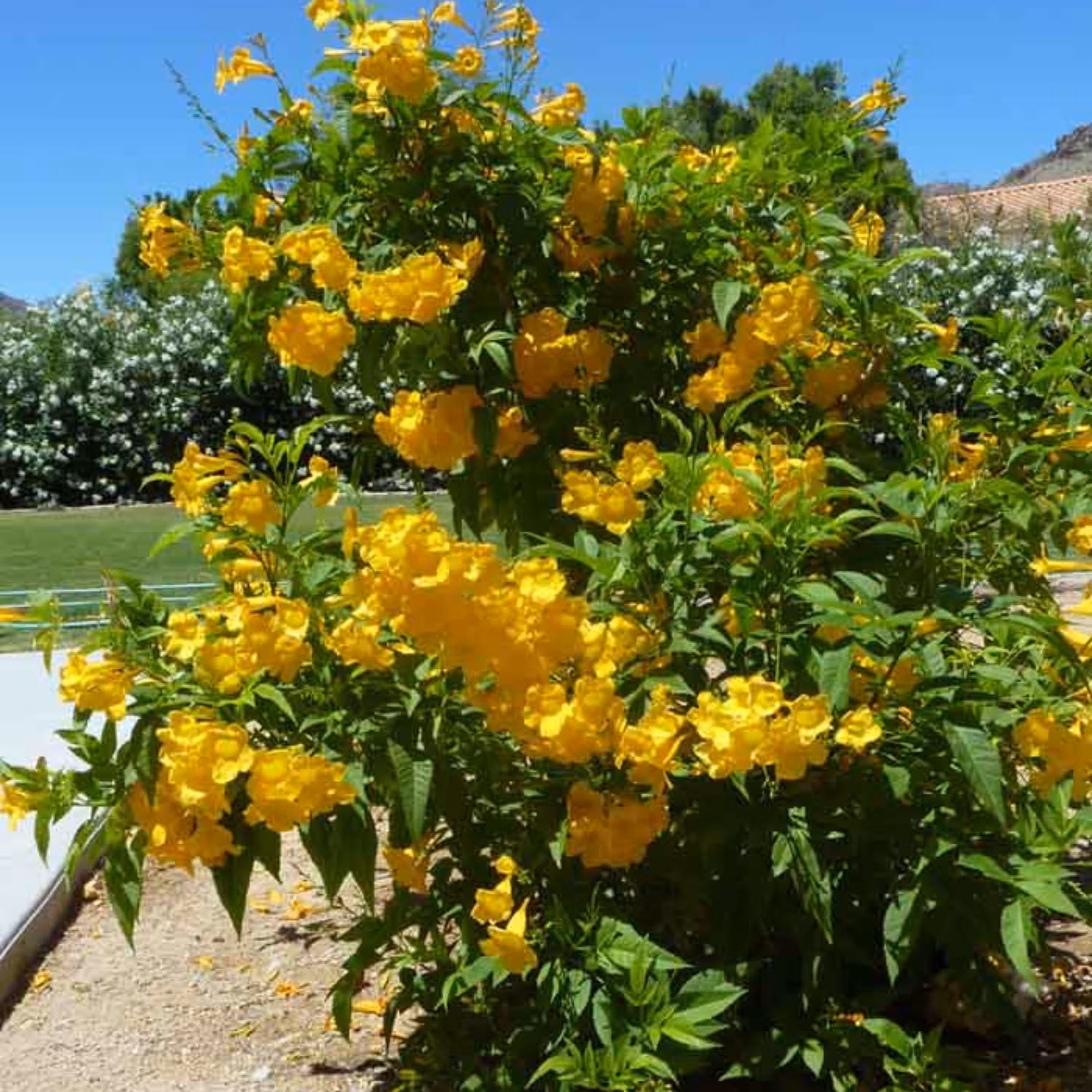 بذر گل تکوما شیپور طلایی بسته 5 عددی