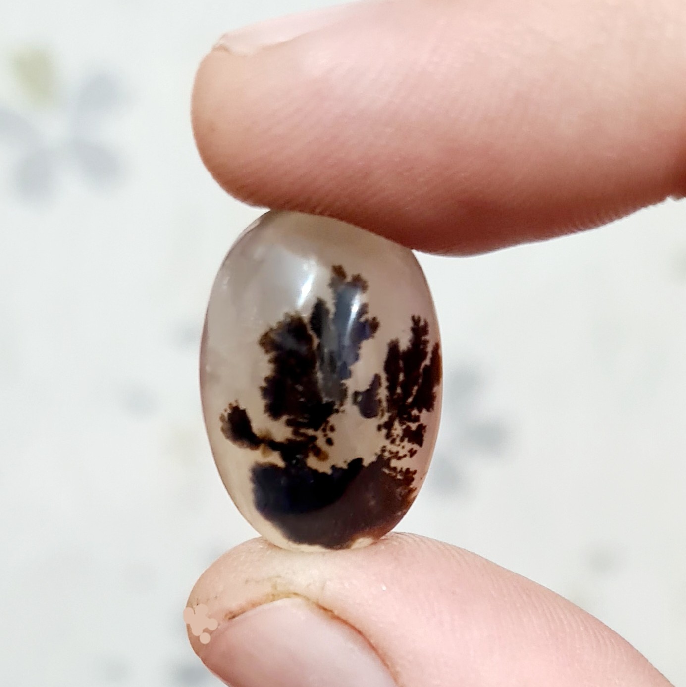 شجر قاینات 44