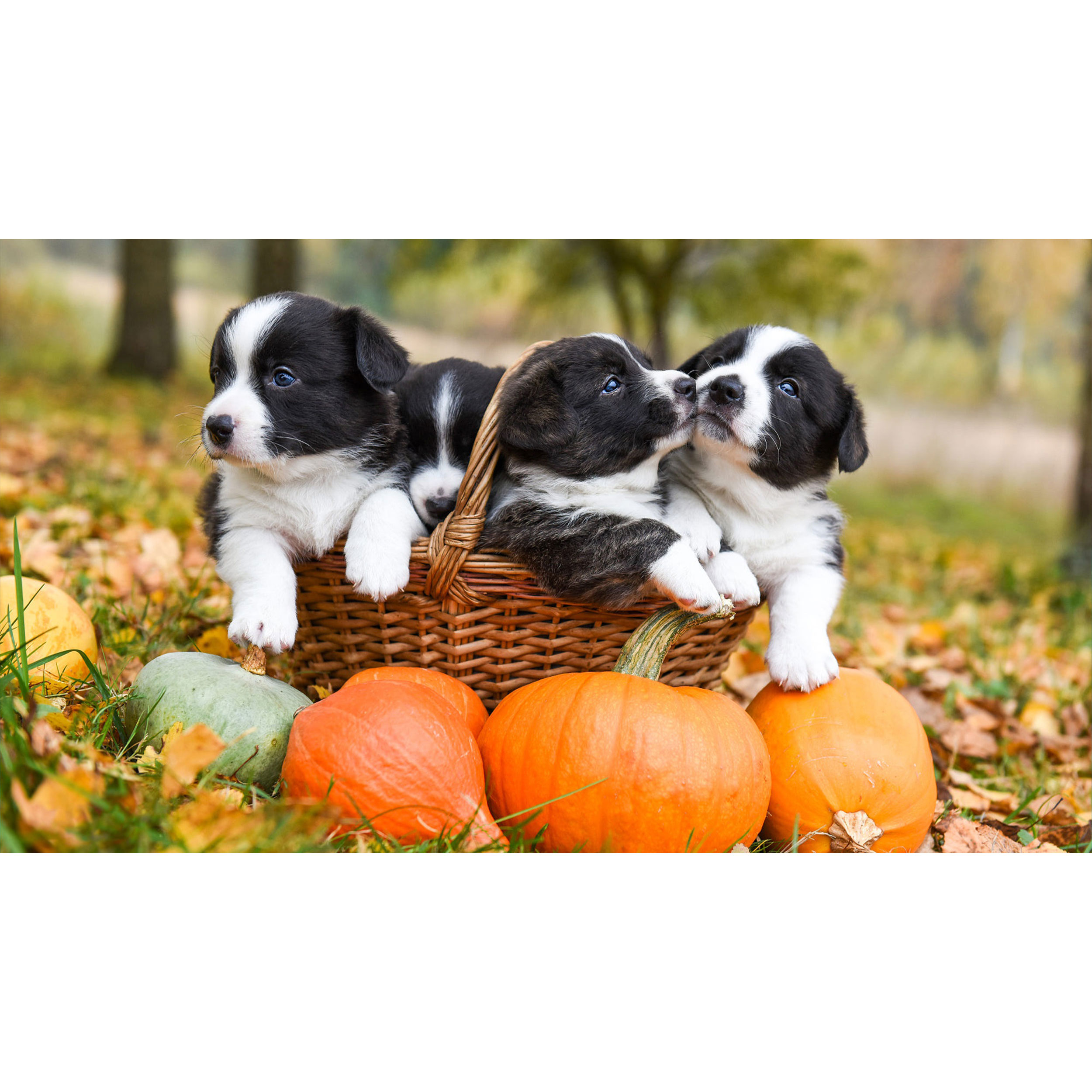 تابلو شاسی طرح سگ و سبد و کدو مدل T8038