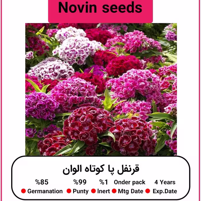 بذر گل قرنفل پاکوتاه الوان