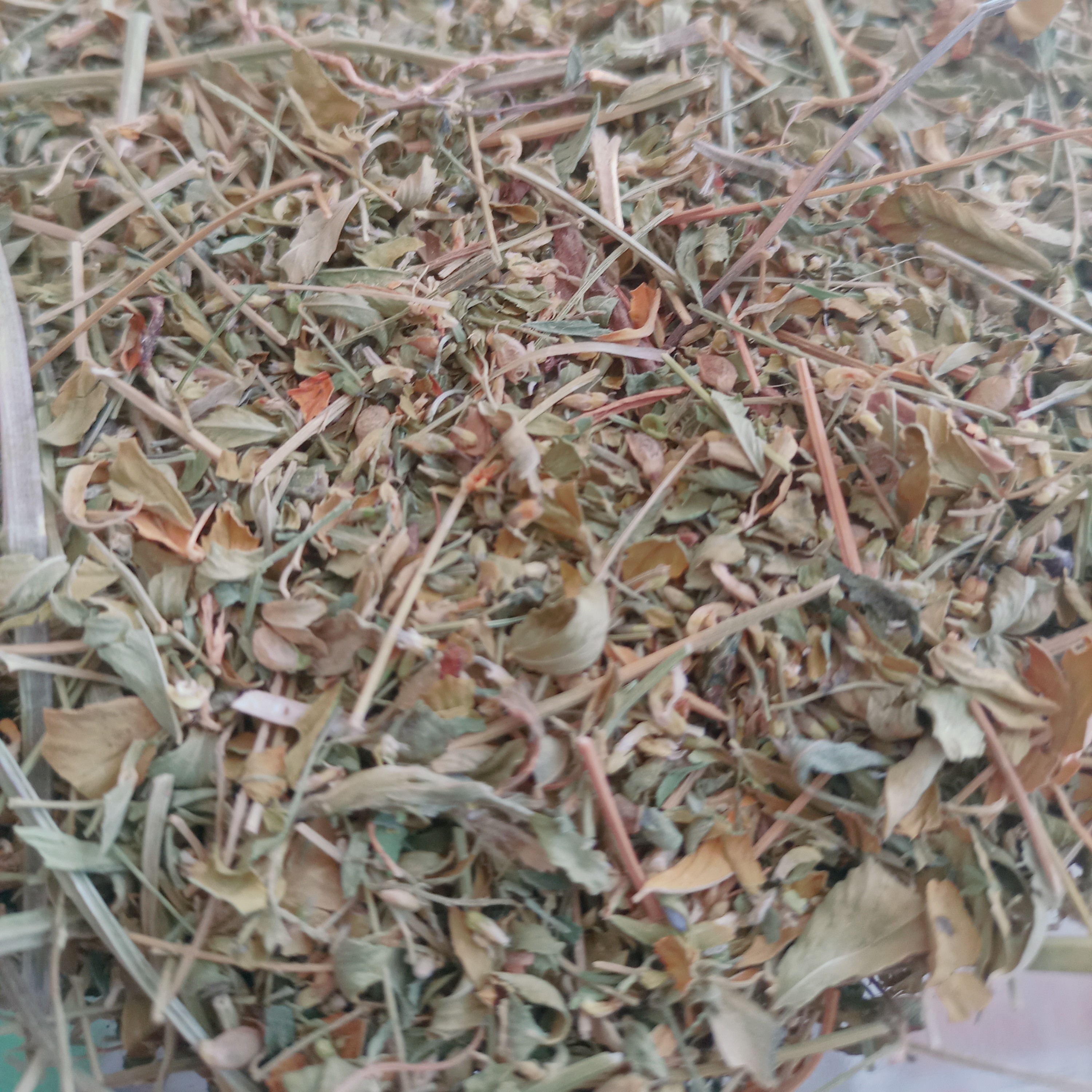 گیاه یونجه خشک شده تمیز 100 گرمی (عطاری فاطر )