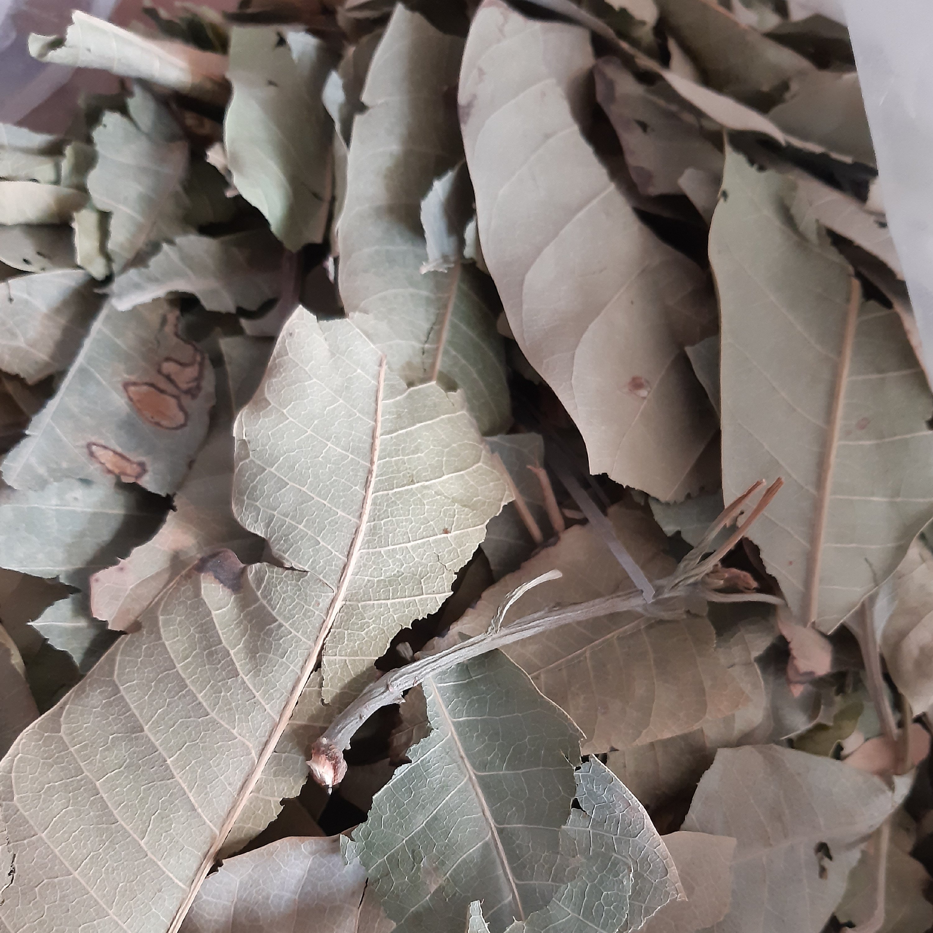 برگ انبه 