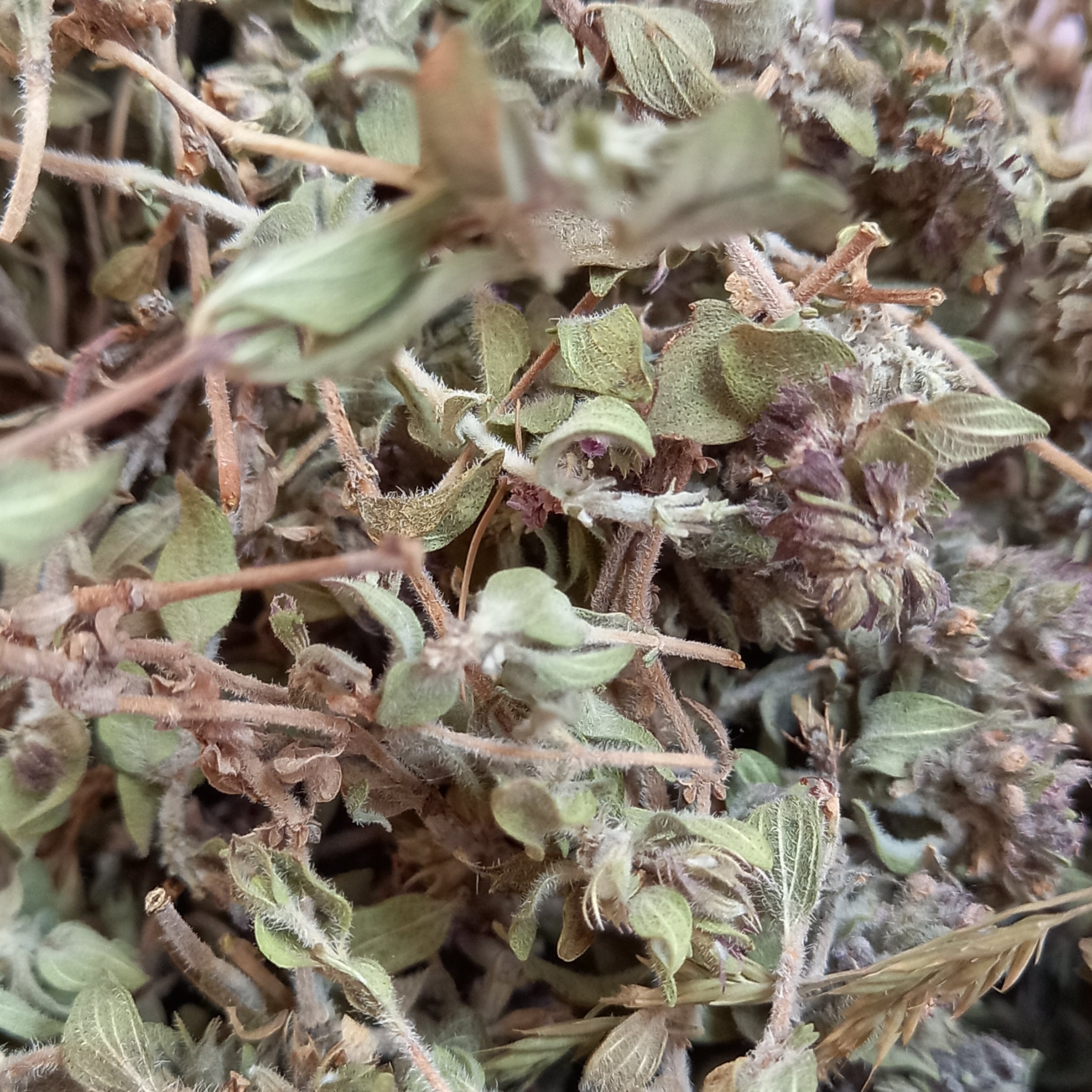 کاکوتی درجه یک به حال خود مطابق تصویر با عطر و طعم بسیار عالی