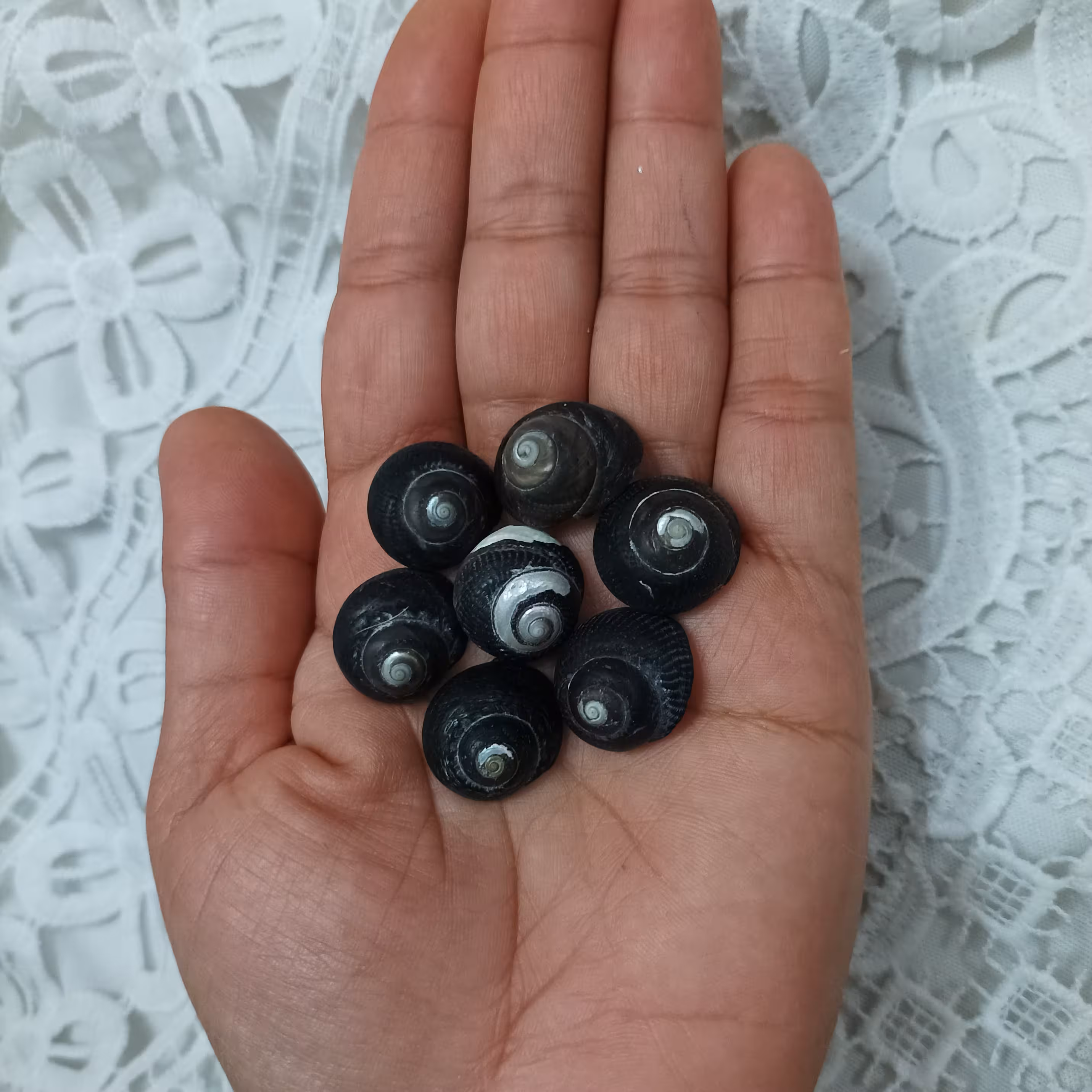 صدف و حلزون زیبای مشکی(مشکی، سفید) با رنگ طبیعی  مناسب کارهای هنری 