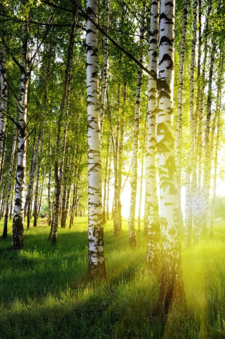 خرید و دانلود عکس Nature-Part-16 کد 35617 | پیک فاکس | Pic Fox