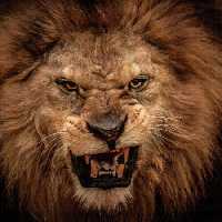 خرید و دانلود عکس IranBCS کد 29280 | پیک فاکس | Pic Fox