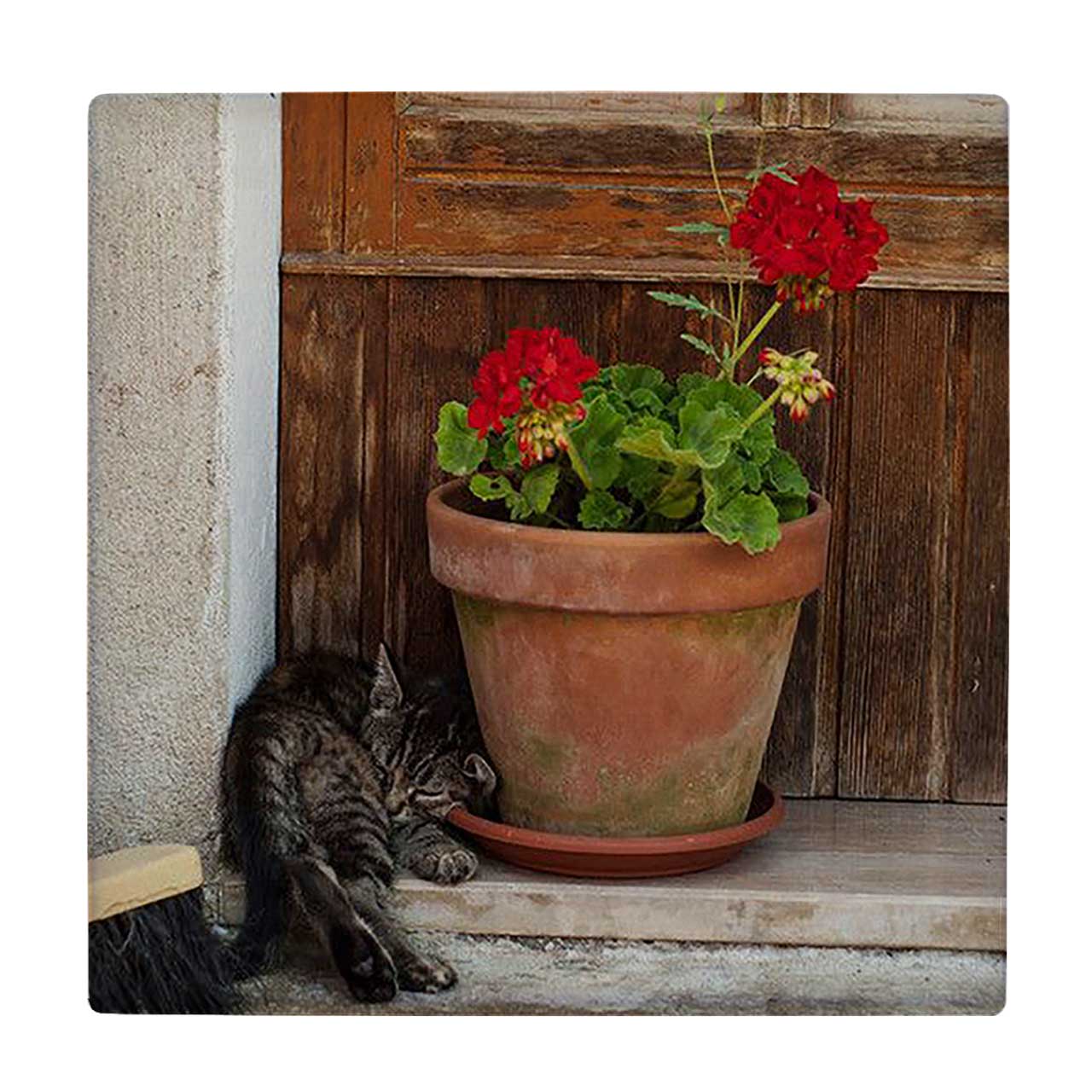  کاشی کارنیلا طرح گلدان شمعدانی و گربه کد wkk653