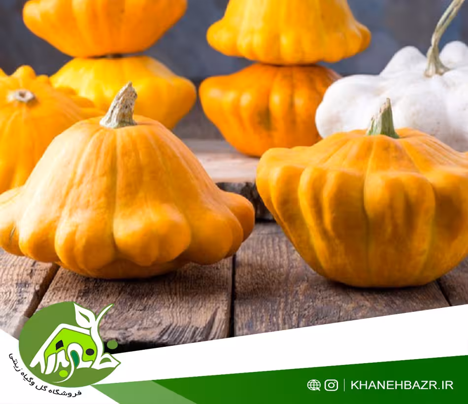 بذر کدو ستاره ای اسپانیایی - خانه بذر | فروشگاه بذر وارداتی گل و گیاه زینتی 1404