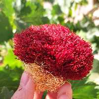 زعفران دختر پیچ یک مثقالی امسالی درجه یک  