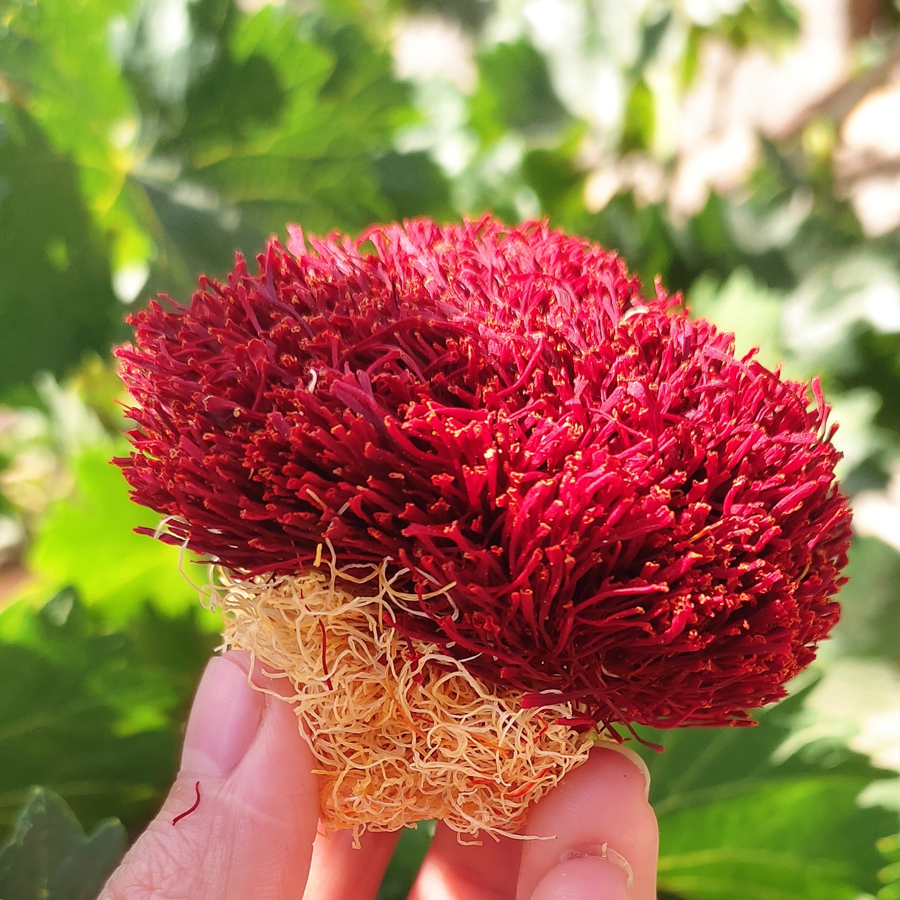 زعفران دختر پیچ یک مثقالی امسالی درجه یک  