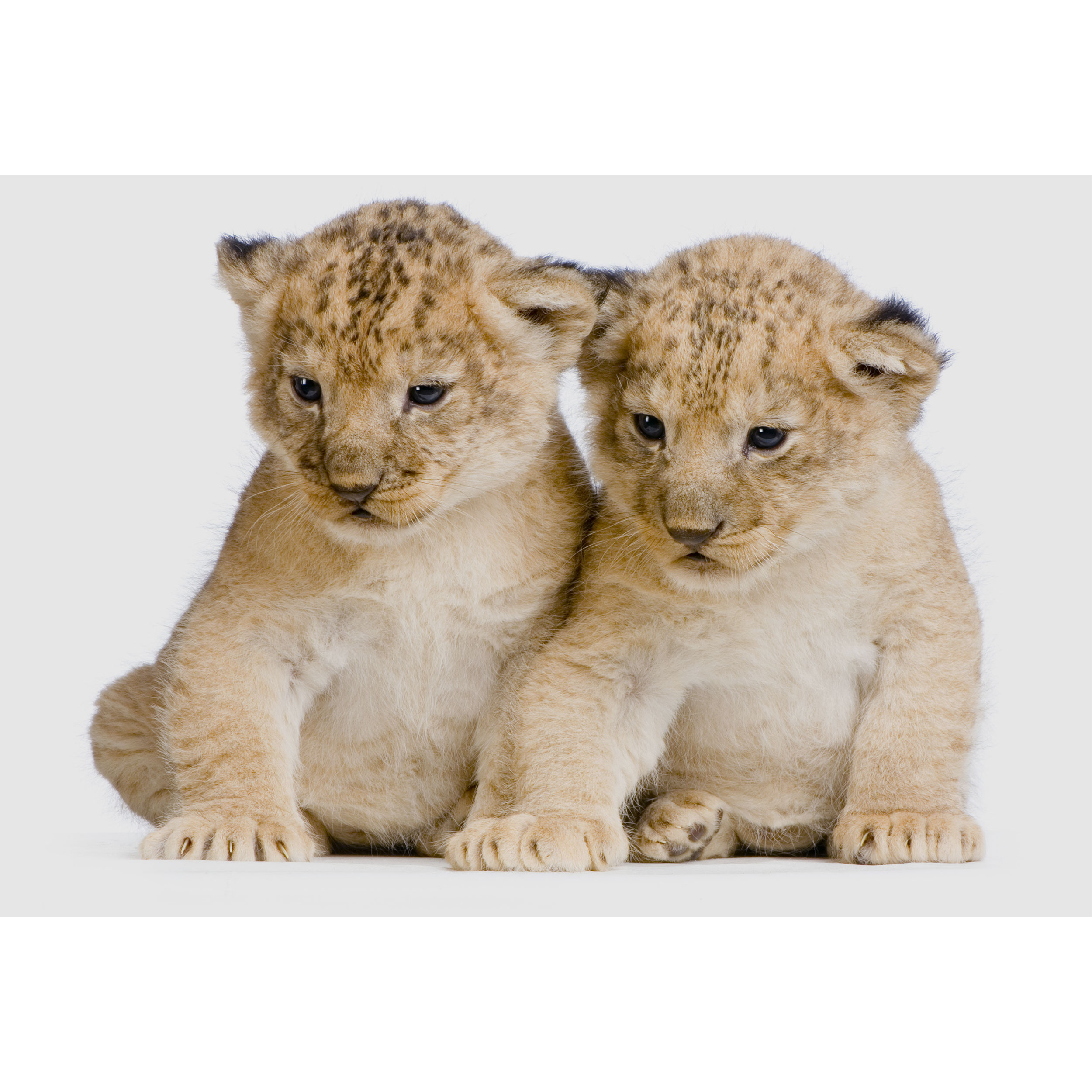 تابلو شاسی طرح ببر مدل T2161