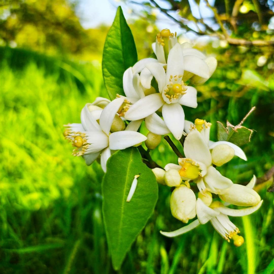 عسل چند گیاه (مخلوط)